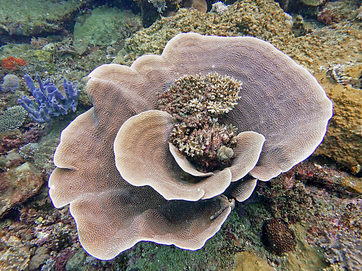 Est-ce bien un corail Agariciidae, et si oui, si quelqu'un a son nom ?