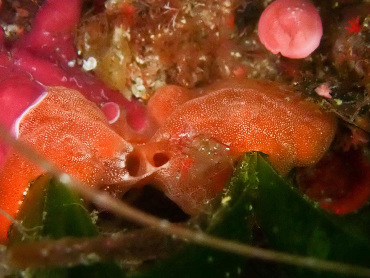 Est-ce bien un didemne ? lequel ?