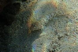 Est-ce bien un gobie décoré (Istigobius decoratus) Réunion