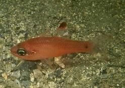 Est-ce bien un juvénile d'apogon imberbis ?