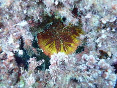 est-ce bien une Peyssonnelia rigide ?