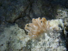 Est-ce bien une Phyllodesmium jakobsenae ?