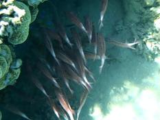 Est-ce des apogons ou des poissons écureuils ?