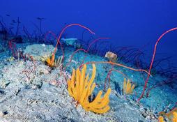 Est-ce du corail fouet ? et lequel