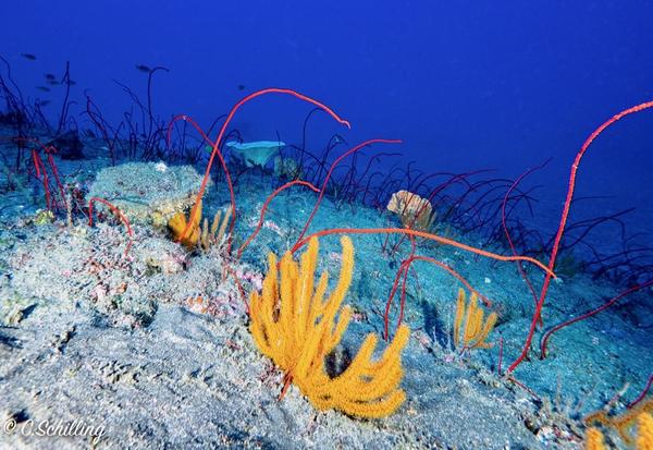 Est-ce du corail fouet ? et lequel