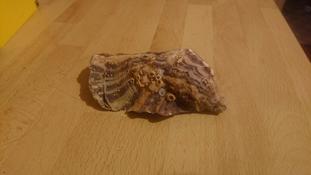est-ce encore Pinctada imbricata radiata ?