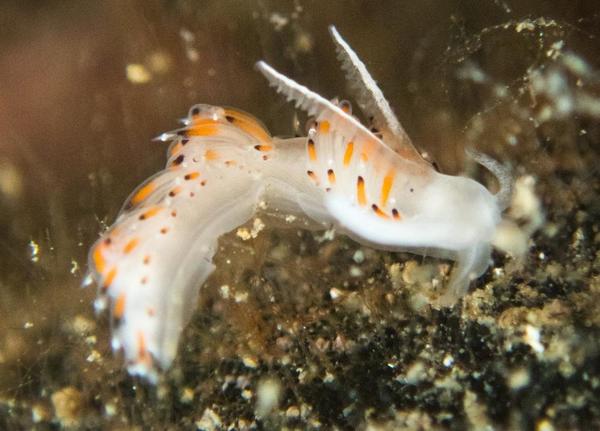 est ce  Facelina quatrefagesi ?