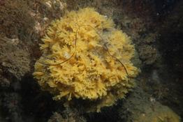 Est-ce l'éponge chinoise Celtodoryx ciocalyptoides ?