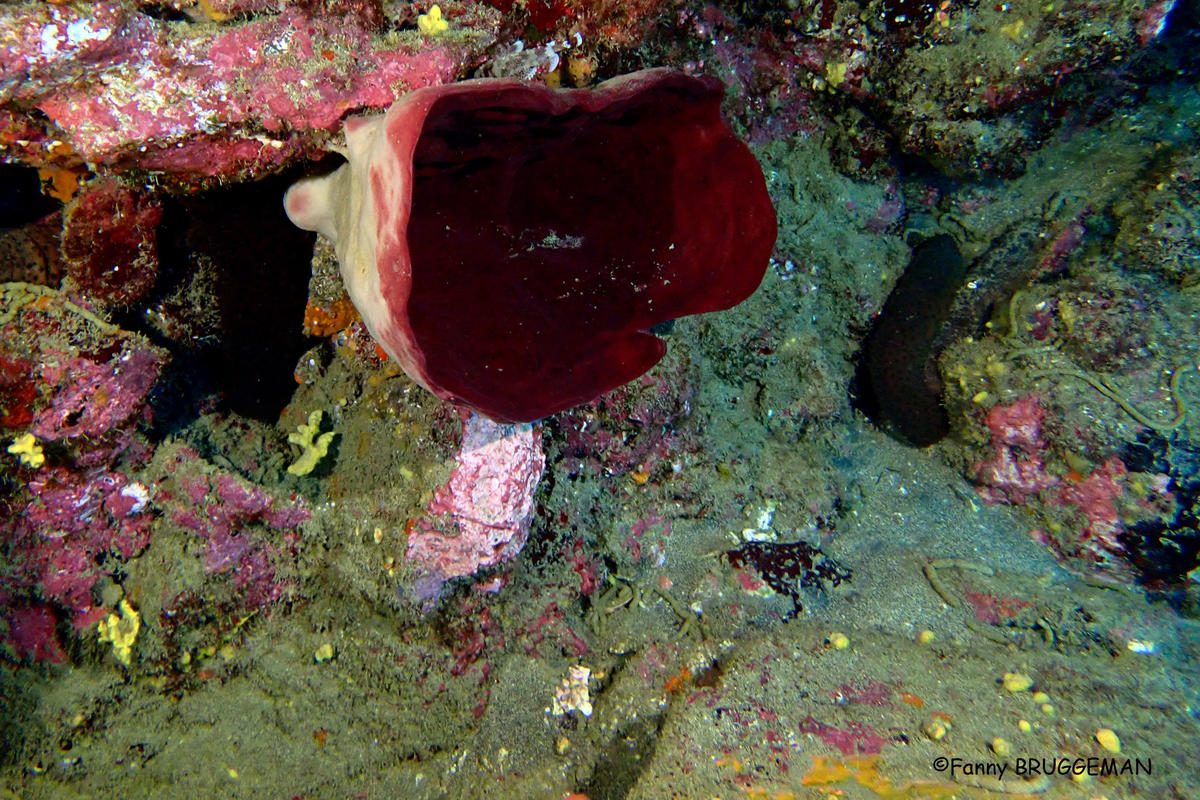 Est ce l'éponge Cribochalina vasculum?