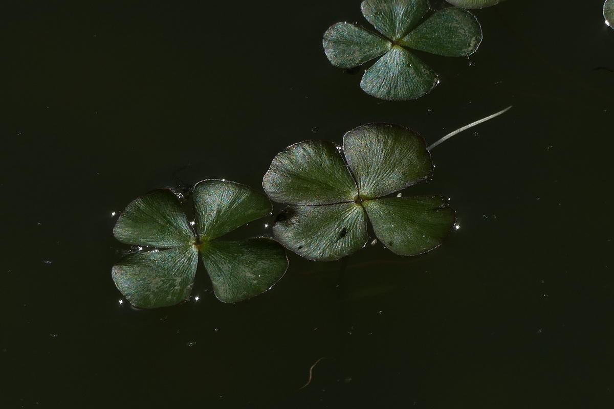 <p>Merci. Je vous joins une photo prise de près. Je surveillerai l'évolution de cette plante. Le plan d'eau est réservé à la pêche.</p>