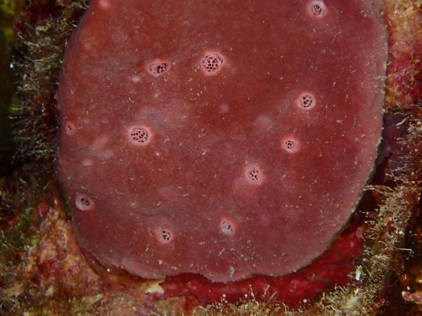 Est-ce possible que ce soit Petrosia ficiformis en mer Rouge ?