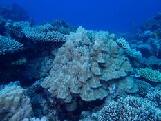 Est-ce que ce corail serait Porites lobata ?