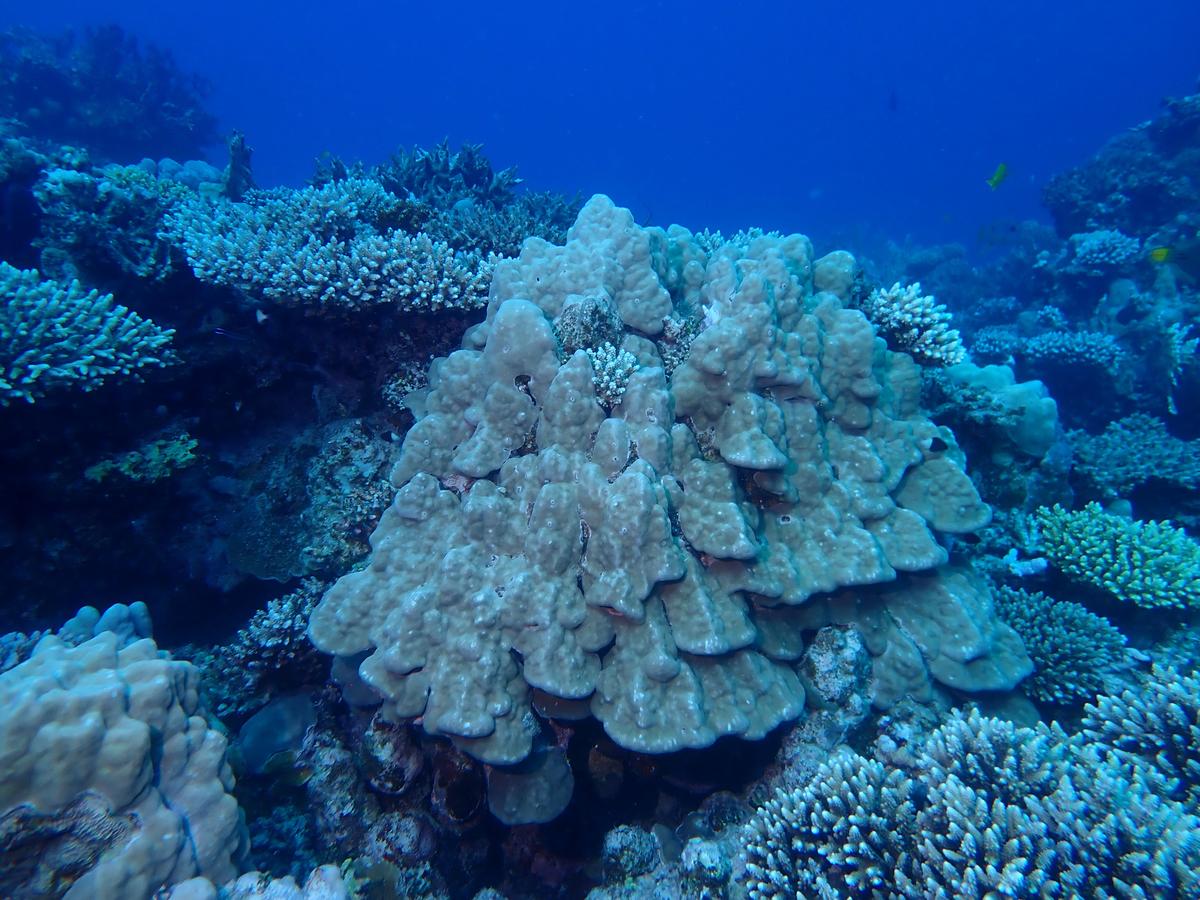Est-ce que ce corail serait Porites lobata ?
