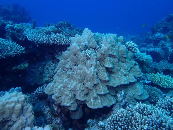 Est-ce que ce corail serait Porites lobata ?