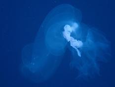 Est-ce que ce serait une espèce d'appendiculaire  ?