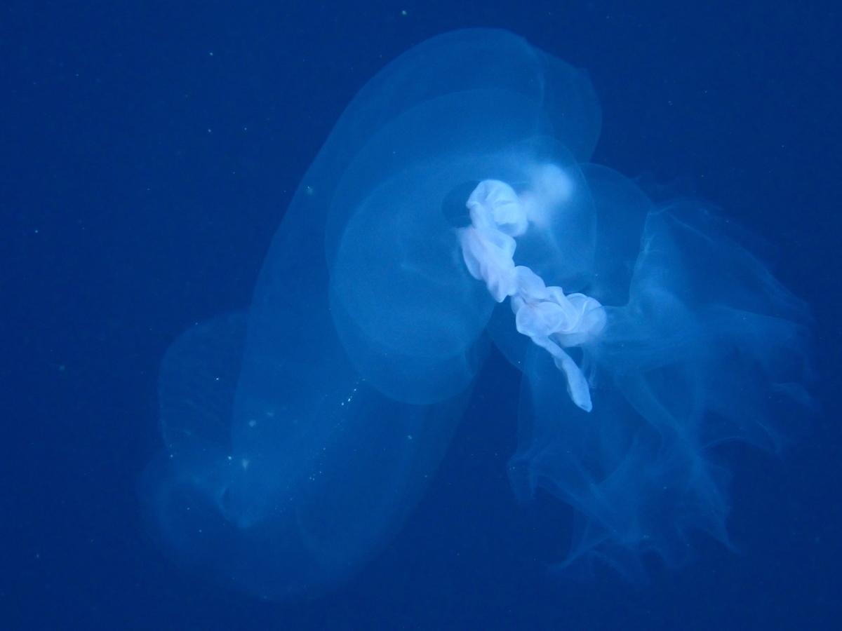 Est-ce que ce serait une espèce d'appendiculaire  ?