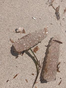 est ce que ce sont des pyrosomes ?