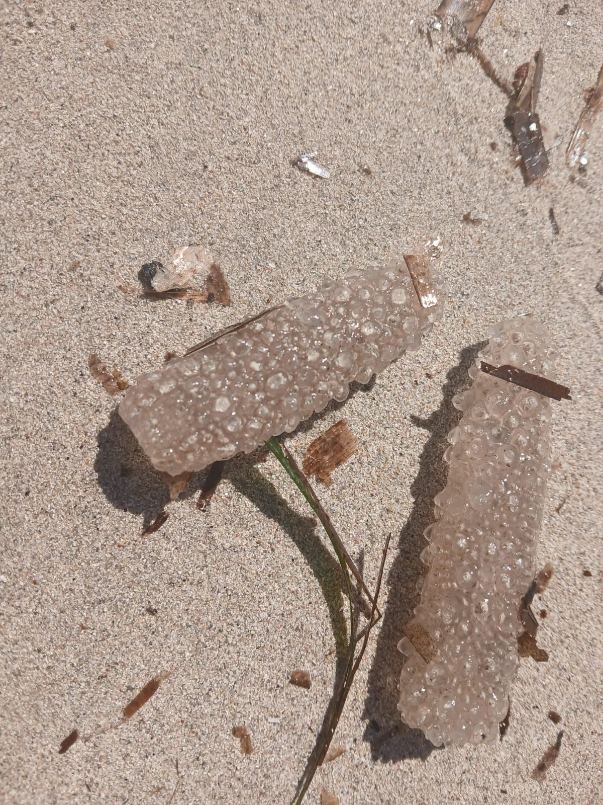 est ce que ce sont des pyrosomes ?