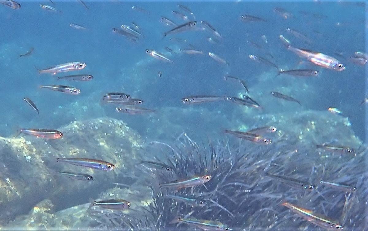 Est-ce que ce sont des sauclets ;athérines de méditerranée 