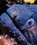 Est-ce que ces copépodes sont des Doridicola sp. ?