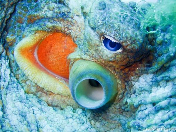 Est-ce que le poulpe commun peut avoir les yeux bleus et une autre forme de pupille que celle connue ? 