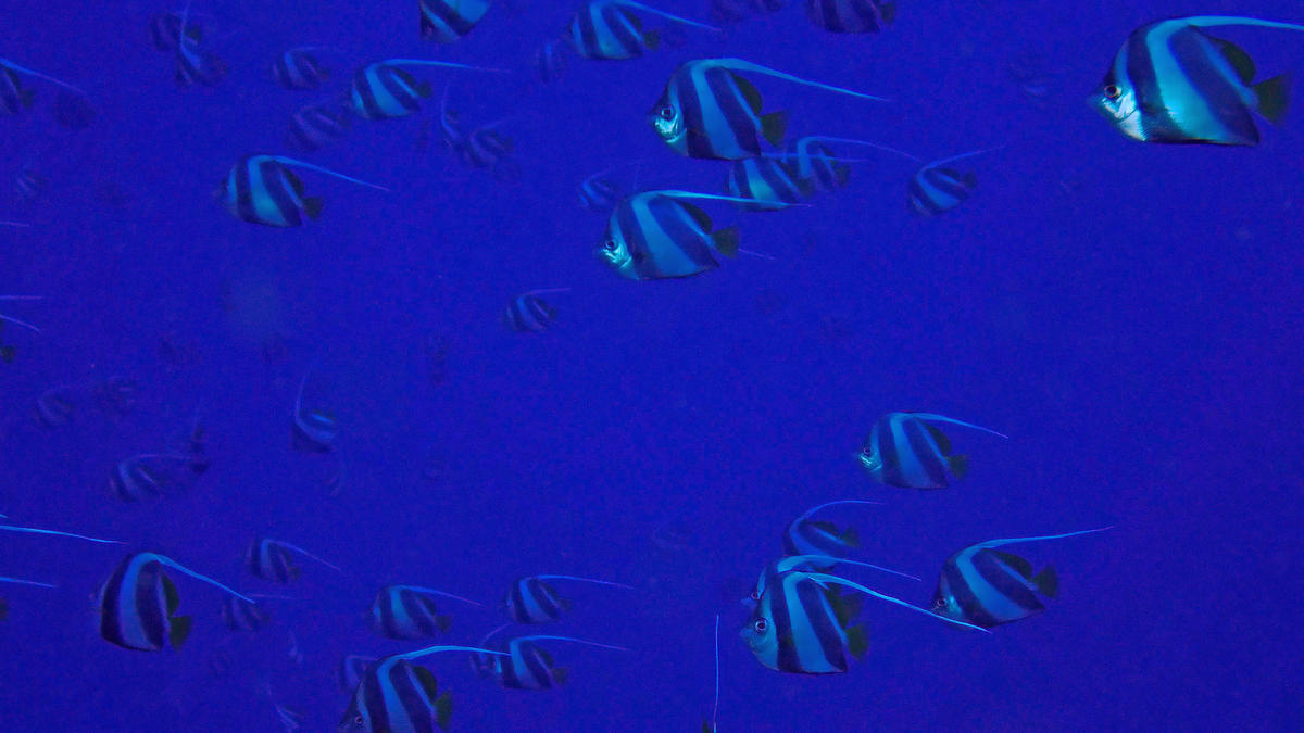 Est-ce que les nageoires dorsale et caudale peuvent être vues sombres chez les Poissons-cocher grégaires ?