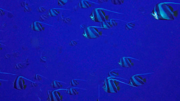 Est-ce que les nageoires dorsale et caudale peuvent être vues sombres chez les Poissons-cocher grégaires ?