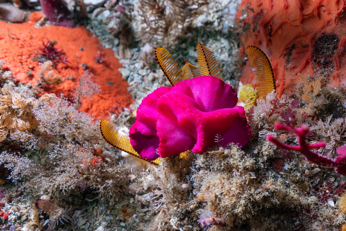 Est-ce un bryozoaire ?