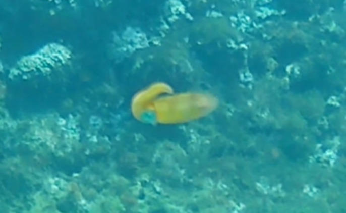 Est-ce un Calamar de récif des Caraïbes ?