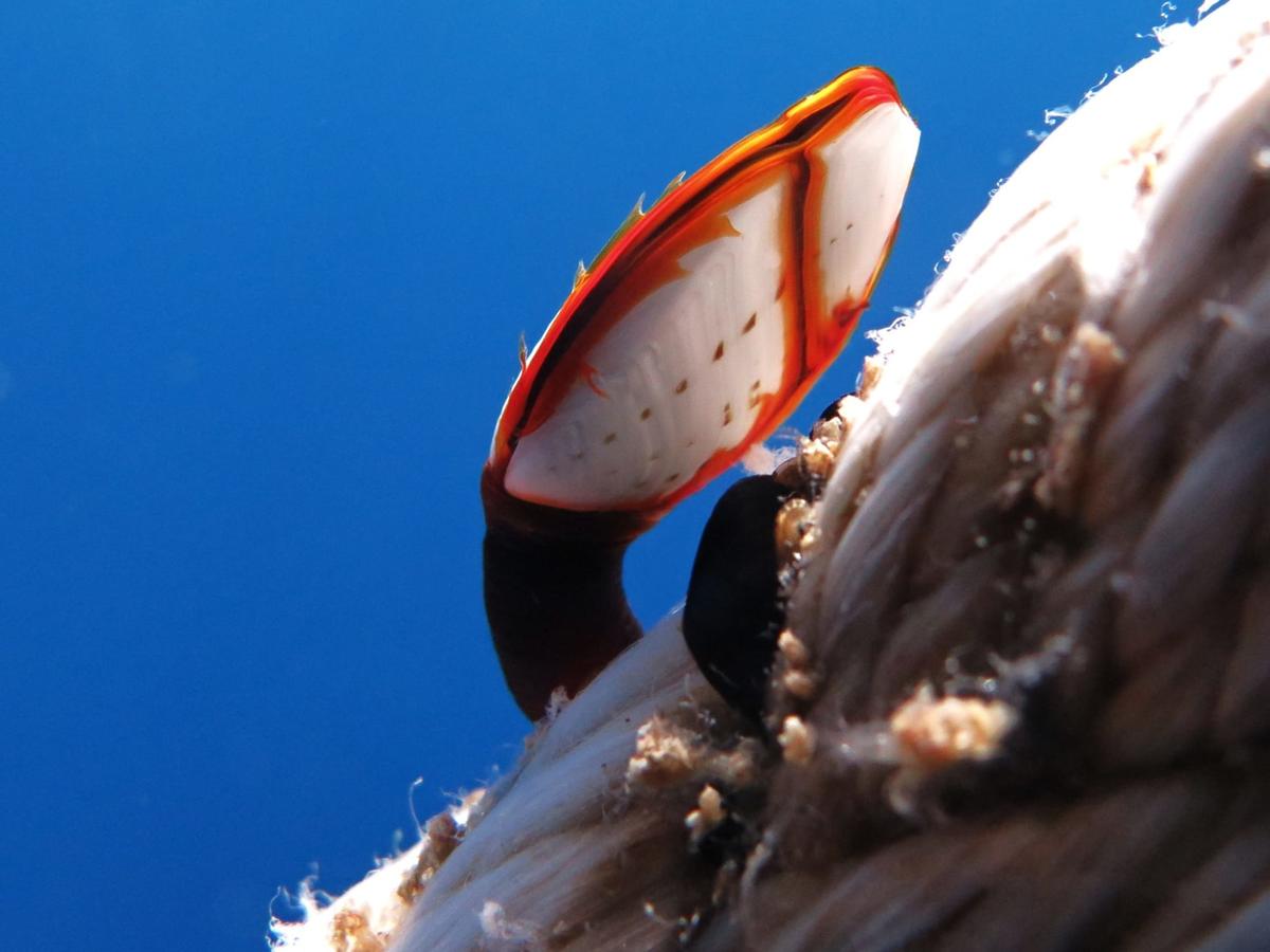 Est ce un coquillage?