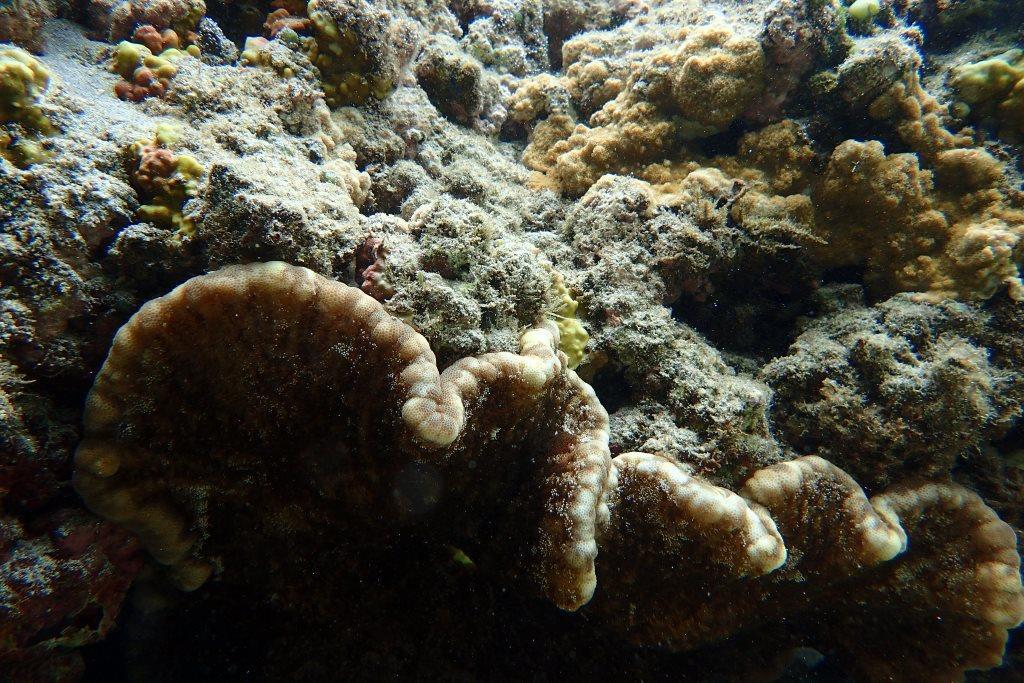 Est-ce un corail encroûtant de type Echinophyllia ? Réunion