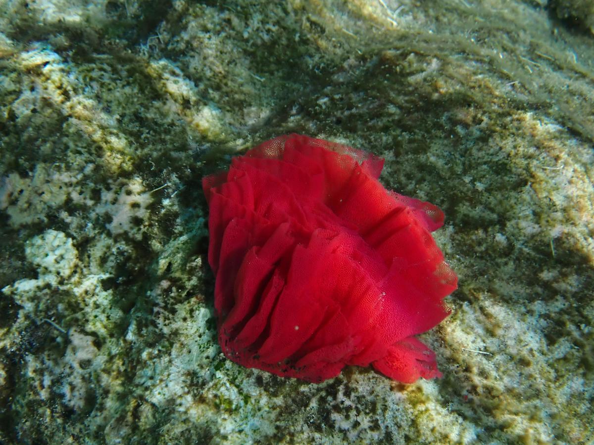 Est-ce un corail ou un textile? 