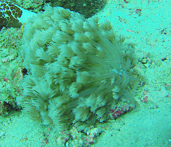 Est-ce un corail, une anémone, des vers ou bien autre chose ?