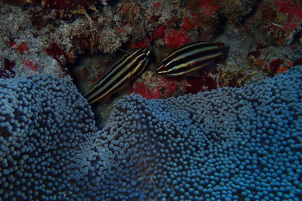 est-ce un couple de poissons-cardinal ou apogon à bandes noires (Ostorhinchus nigrofasciatus) ? Réunion