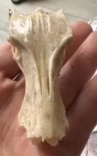 Est-ce un crâne d'oiseau ou ???