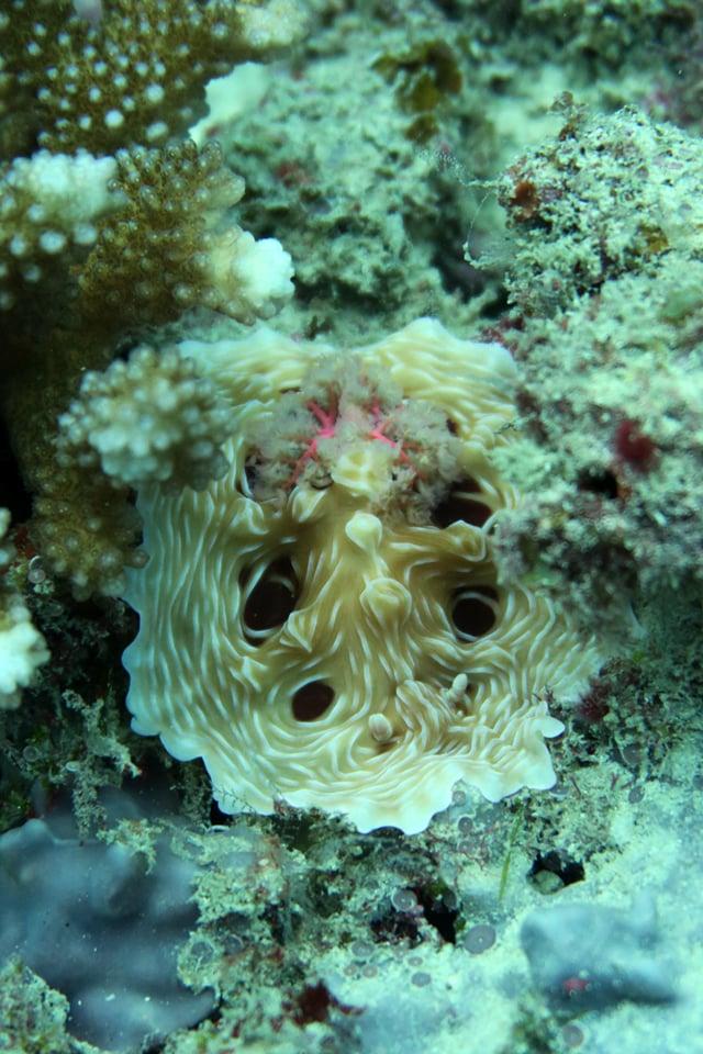 Est-ce un dendrodoris et si oui, de quelle espèce ?