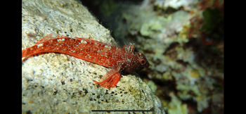 Est-ce un gobie à bouche rouge ?