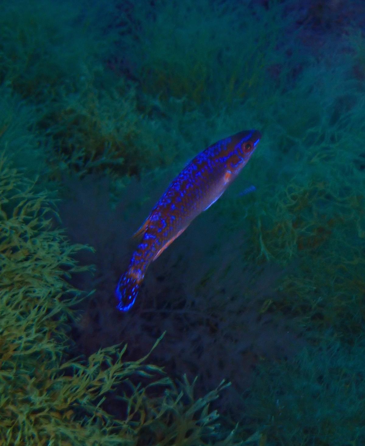 Est ce un labre vert ?