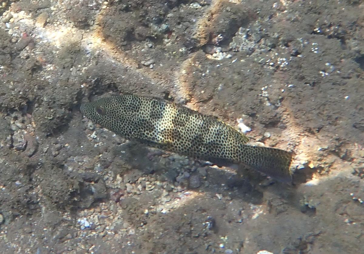 Est-ce un mérou pintade