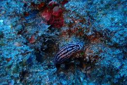 Est-ce un nudibranche de l'espèce Phyllidiella meandrina ? Réunion