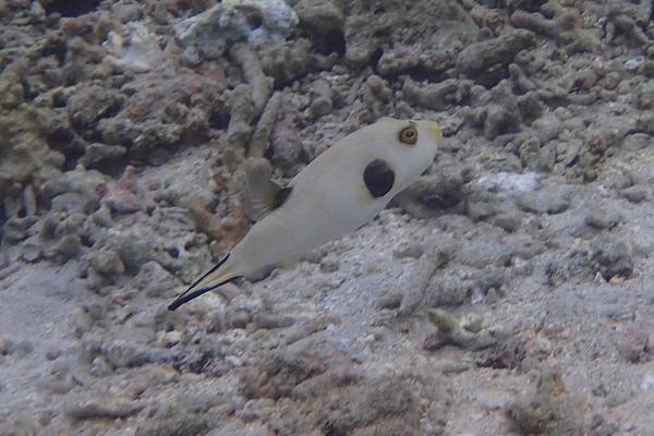 est-ce un poisson-ballon à lignes brunes (Arothron immaculatus) ? Réunion