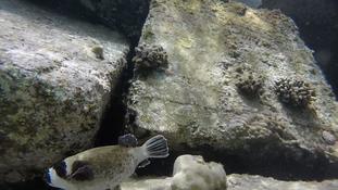 est-ce un poisson ballon à tachesnoires ?