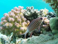 Est-ce un poisson écureuil ?