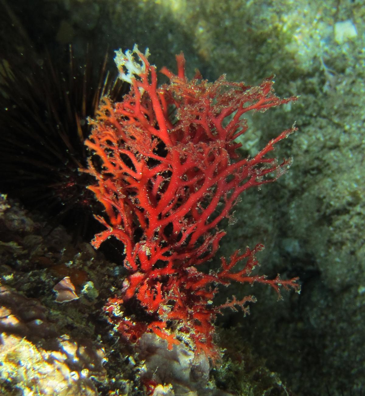 Est-ce un spécimen de faux-corail ?