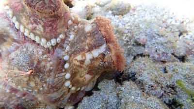 Est-ce une anémone de mer ? une colonie d'anémones de mer ?