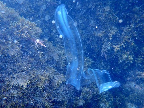 Est-ce une Anguille transparente?