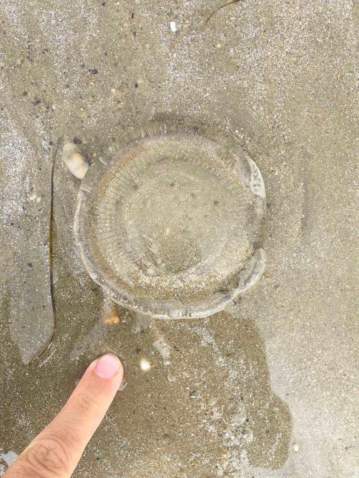 Est ce une Aurélia ?