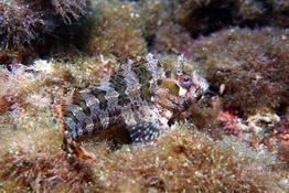 Est-ce une blennie gattorugine ?