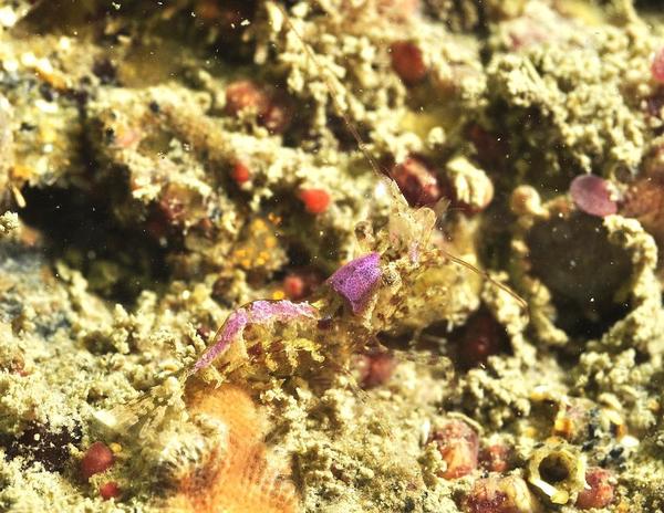 est-ce une crevette bouledogue secrète?