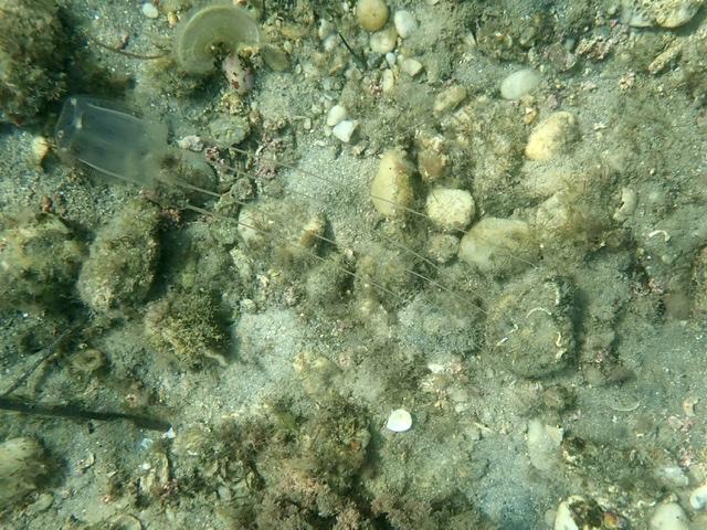Est-ce une cubameduse, guêpe de mer à la piqûre mortelle et trouvée étonnamment au Rohu Morbihan?